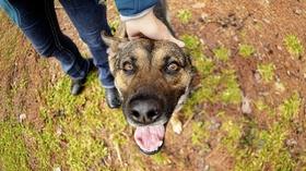 Video thumbnail: Chasing Frames with Tamara Lackey K9 Search and Rescue