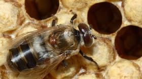 Video thumbnail: SciTech Now North Carolina Bee Health, Human Teeth & White Sturgeon