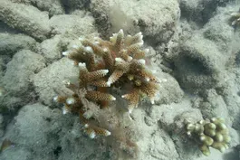 Marine biologist race to stop a deadly coral epidemic