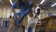 Midland - TNT Dog Center