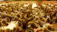What's killing the bees — and who's fighting back