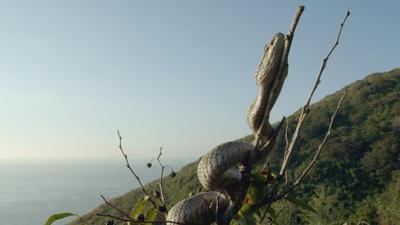 Snake Island