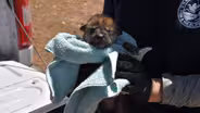 Wolf Recovery in the Gila