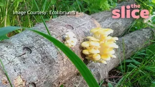 Learn Mushrooms in Minnesota!