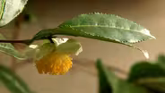 Tea Garden