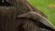 ANIMAL BABIES: ELEPHANTS AND ANTEATERS