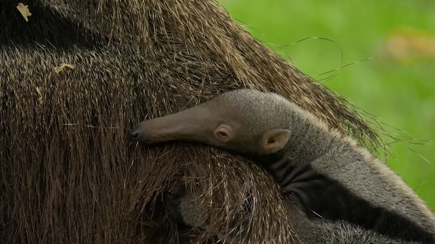 ANIMAL BABIES: ELEPHANTS AND ANTEATERS
