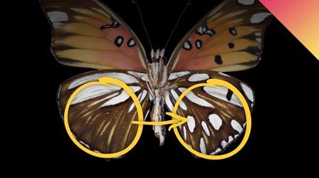 Video thumbnail: Be Smart Using Gene Editing To Repaint Butterfly Wings