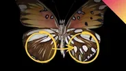 Using Gene Editing To Repaint Butterfly Wings