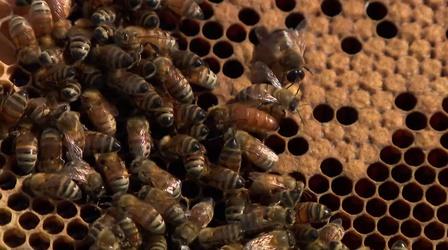 Video thumbnail: Chicago Tonight Business is Buzzing This Summer for a Beekeeper on Wheels