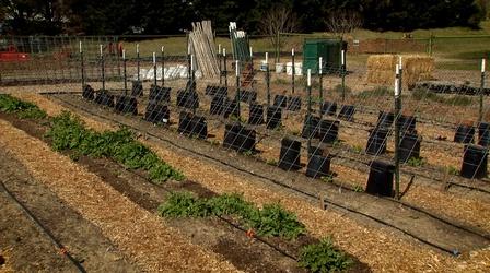 Video thumbnail: Virginia Home Grown Farm to table garden