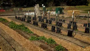 Farm to table garden