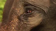 Asian Elephants in Peril