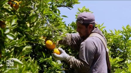 Video thumbnail: PBS NewsHour Trump’s EPA fights to keep controversial insecticide in use