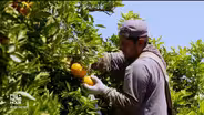 Trump’s EPA fights to keep controversial insecticide in use