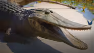 When the Amazon Flowed Backwards