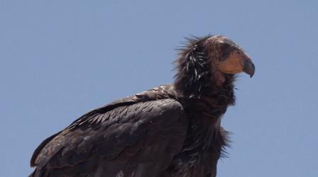 Video thumbnail: Tending Nature The Condor’s Spiritual and Ecological Role Along the Klamath