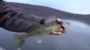 Keweenaw Peninsula Walleye, Keweenaw Peninsula Turkey Hunt