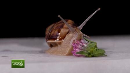 Video thumbnail: You Bet Your Garden You Bet Your Garden Ep. 141