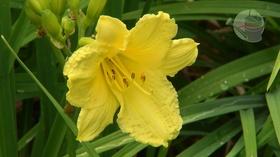 Video thumbnail: Virginia Home Grown Whimsical Private Garden