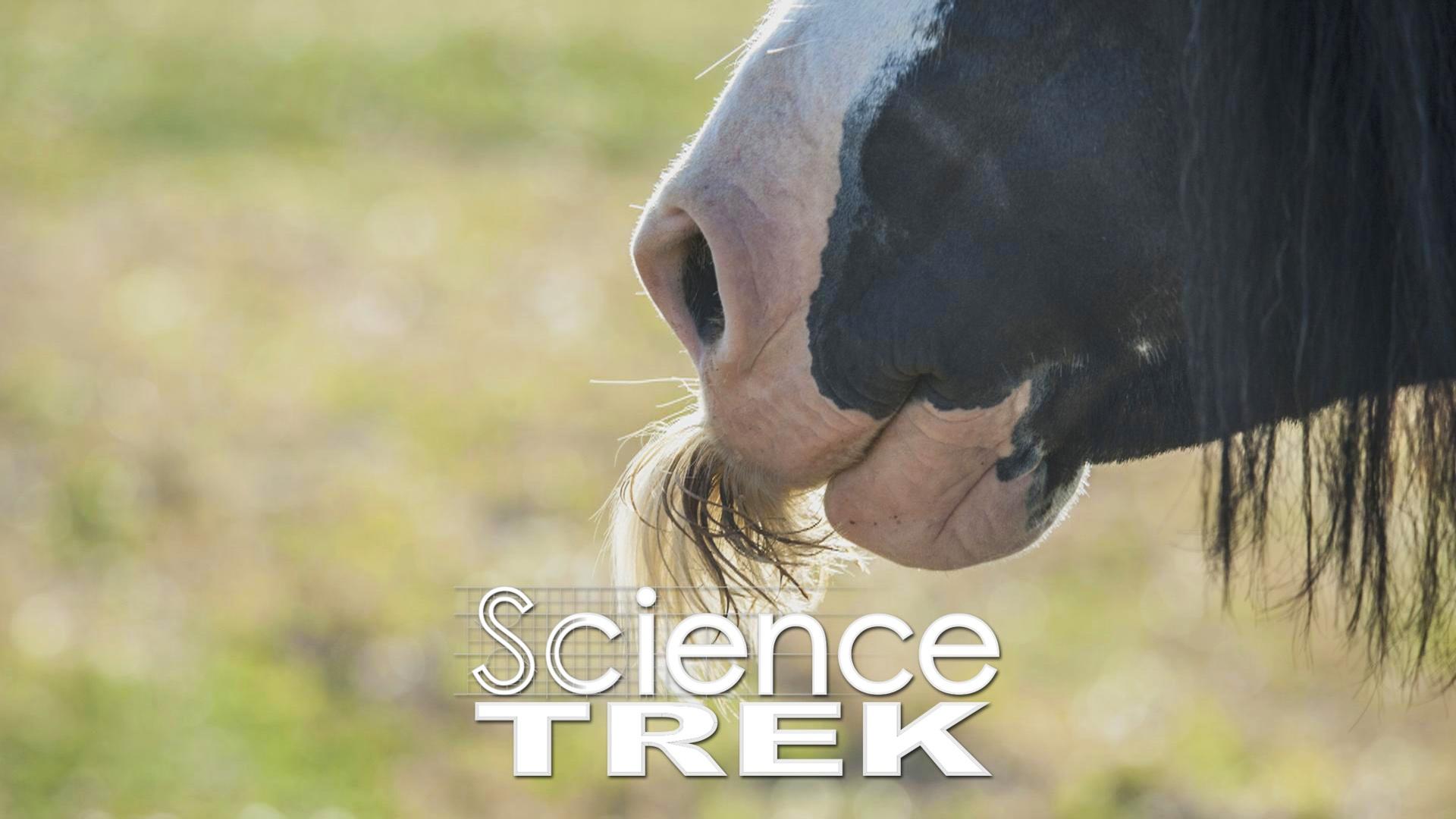 Science Trek | Horses: Horse Mustache? | PBS