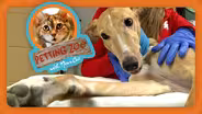 Petting Zoo: Donor Dogs & Cats