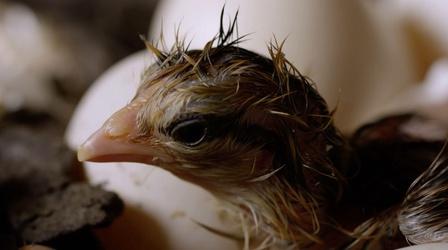 Video thumbnail: Nature How an Egg Hatches