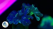 How To Make a Fluorescent Flower