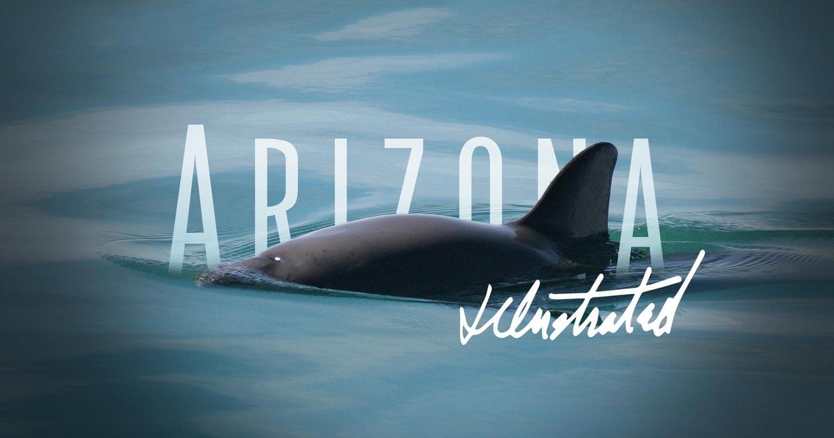 Arizona Illustrated An Arizona Illustrated Special La Vaquita