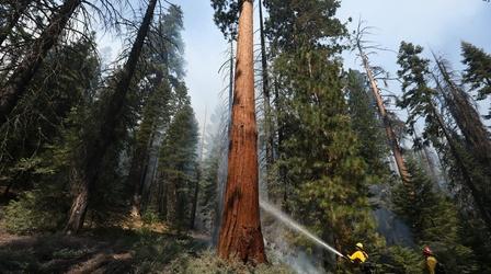Video thumbnail: PBS NewsHour Climate change may kill California's giant sequoias
