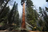 Climate change may kill California's giant sequoias
