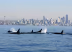 Orca Task Force