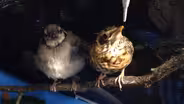 Songbirds