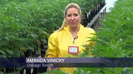 Video thumbnail: Chicago Tonight Cannabis Growers Prepare for Recreational Sales on Jan. 1