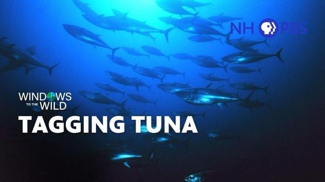 Tagging Tuna