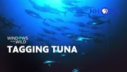 Tagging Tuna