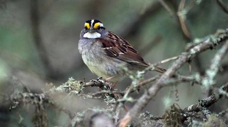 Video thumbnail: Toledo Stories Flight Path: The World of Migratory Birds