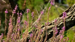 Clippings: Invasive Plants