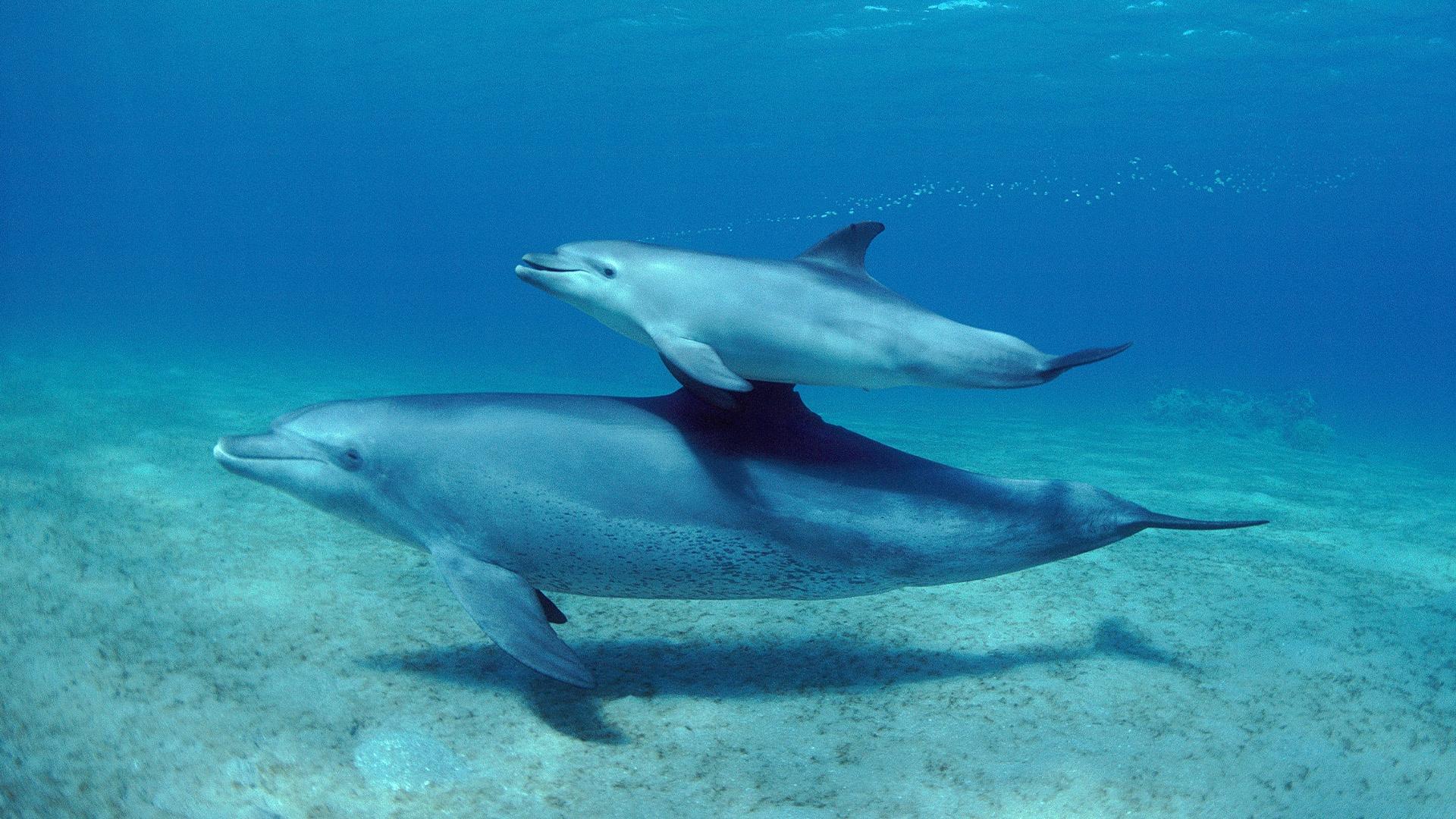 Ocean parents must master dedication and intelligence to raise their young.