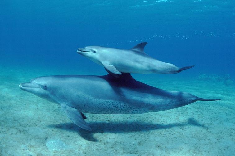 Oceans | Parenthood Poster