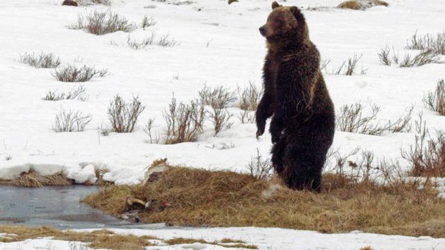 Great Yellowstone Thaw | Grizzly Bear Jackpot