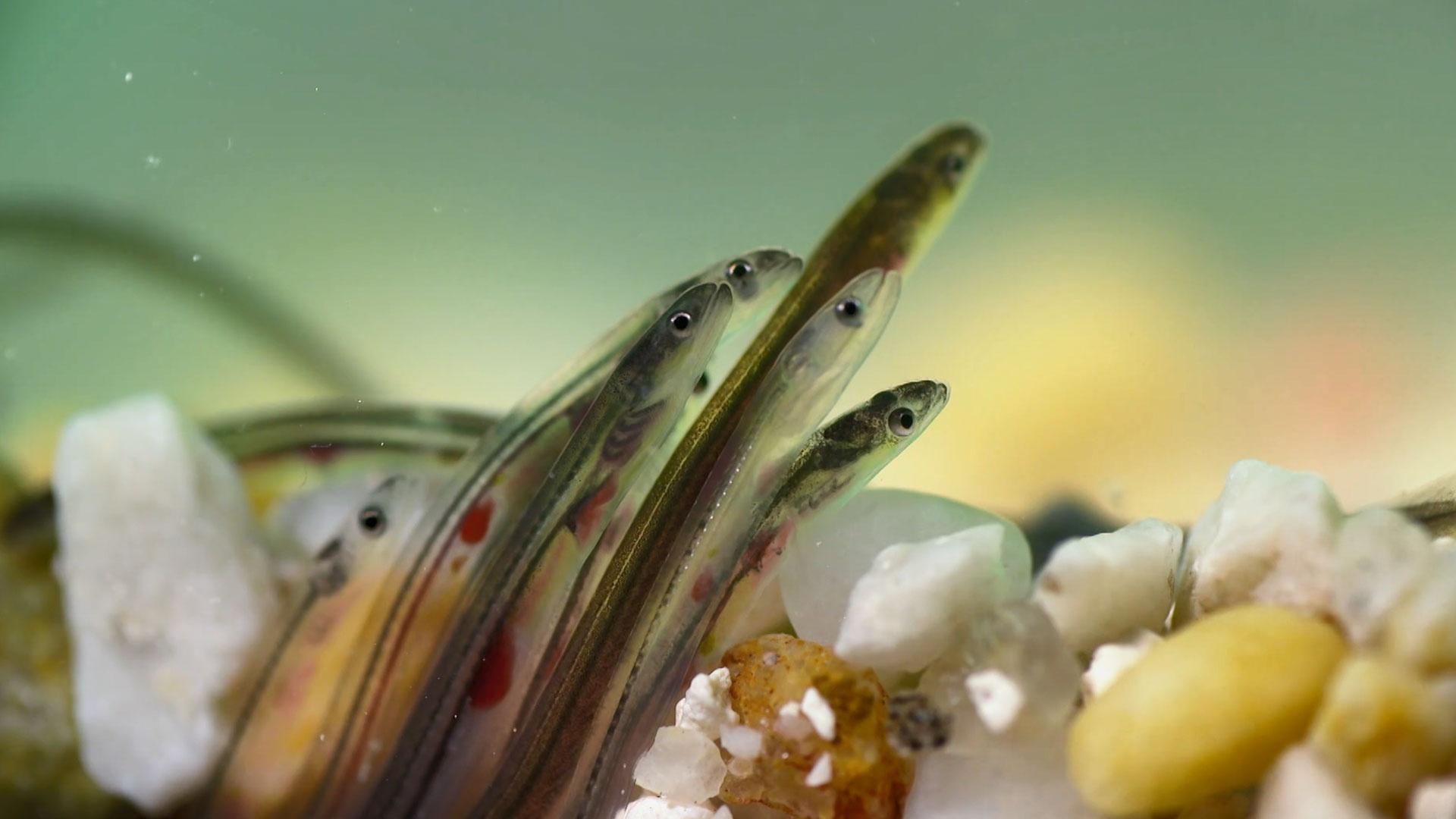 A local sculptor's work of land art, plus, studying the elusive American eel.