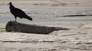 Ecosystem Impacts of River Drying