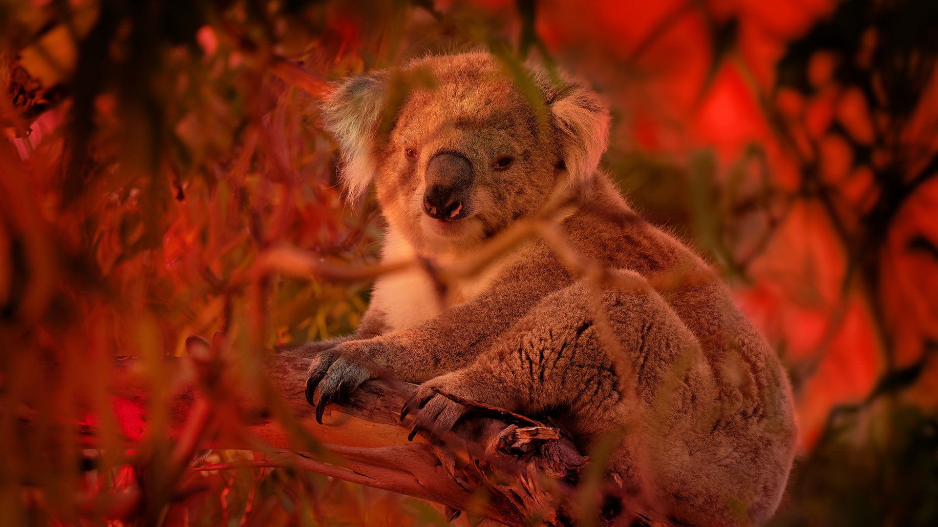 Nature | Meet Bear, the Koala Detection Dog | Season 39 | Episode 2 | PBS