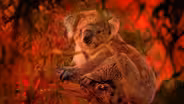 Preview of Australian Bushfire Rescue