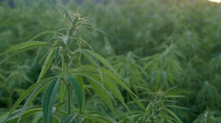 Video thumbnail: CONNECT NY The Legalization of Marijuana in New York State