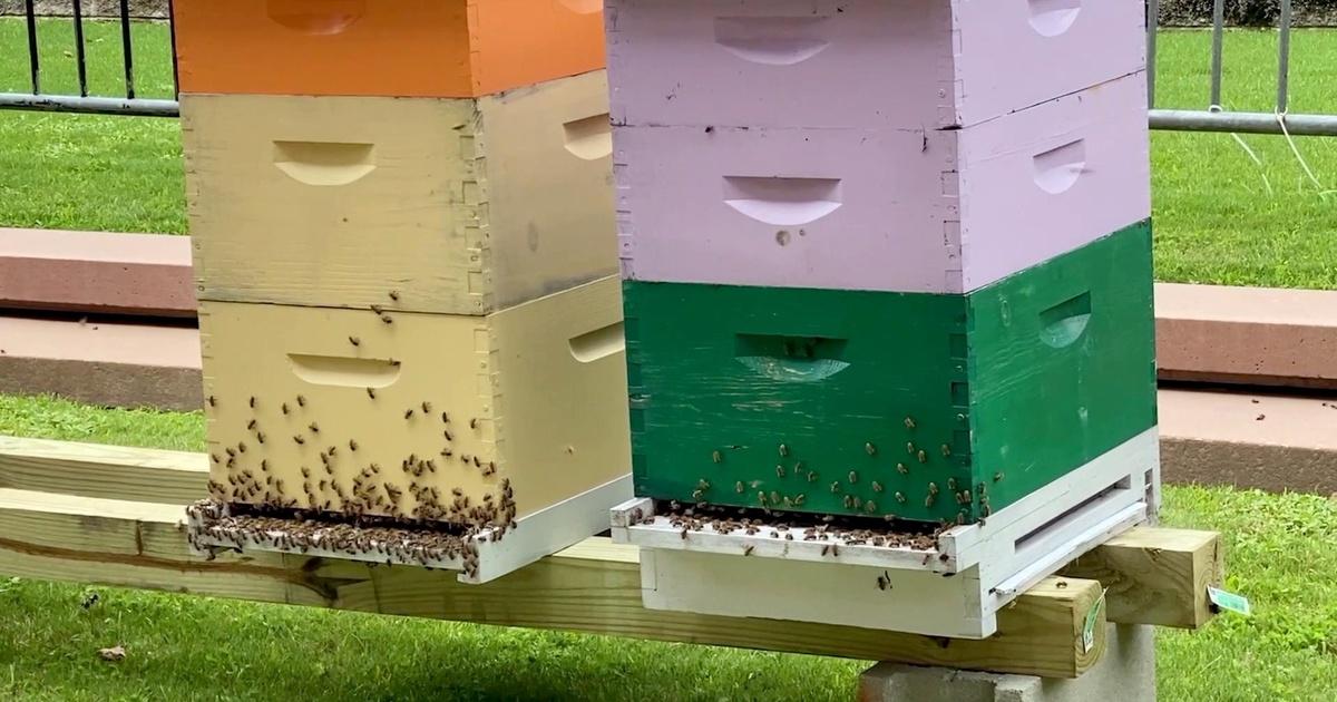 Meet this 7-year-old beekeeper whose passion for her hobby matches