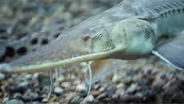 Pallid Sturgeon: Ancient Fish, Modern Problem