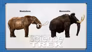Mammoths: Mammoth or Mastodon?
