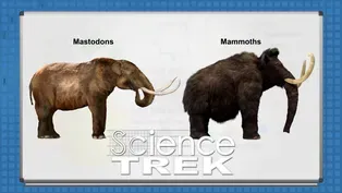 Mammoths: Mammoth or Mastodon?